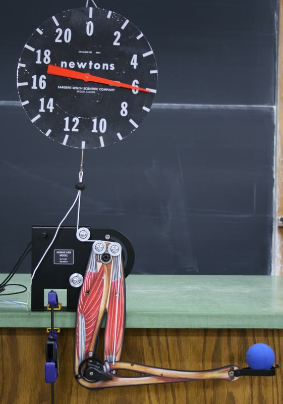 Anatomical arm model with painted muscles mounted upright on a black base at the edge of a lecture bench, with a cord running up to a large circular spring scale (0-20 N) mounted above. The forearm is bent at roughly 90 degrees and holds a blue ball.
