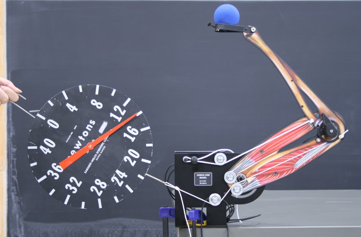 Side view of the arm model with the forearm nearly horizontal, holding the blue ball at full extension. A larger spring scale (0–40 N range) is now used, with the needle reading around 18 N. A hand is visible adjusting the cord.