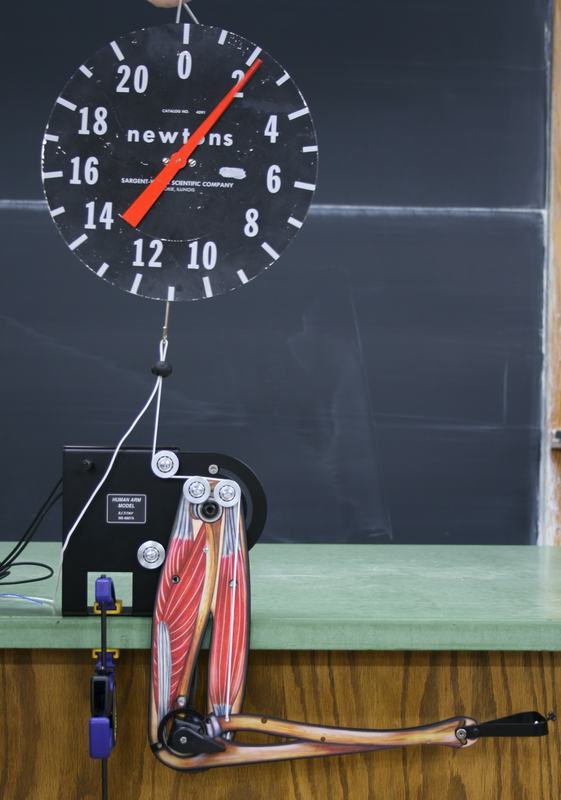 Same arm model with the forearm extended to a more open angle. The spring scale needle has moved to a higher reading, showing increased muscle force required at this arm angle.