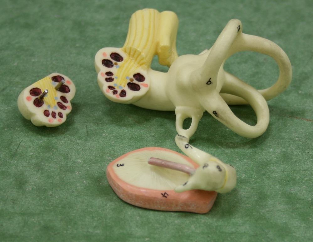 Close-up of removable inner ear components: cochlea with semicircular canals (cap removed to show cross-section with dark oval ducts), and tympanic membrane piece with attached ossicle