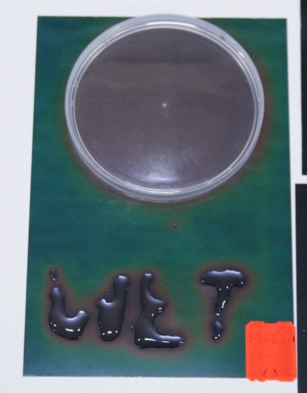 Green/teal liquid crystal sheet with a clear petri dish on top and dark letters written below it, showing localized thermal patterns from contact