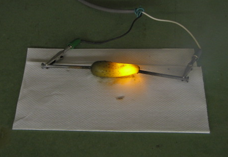 Pickle glowing bright yellow-orange on a sheet of paper, with nail electrodes and alligator clip leads attached