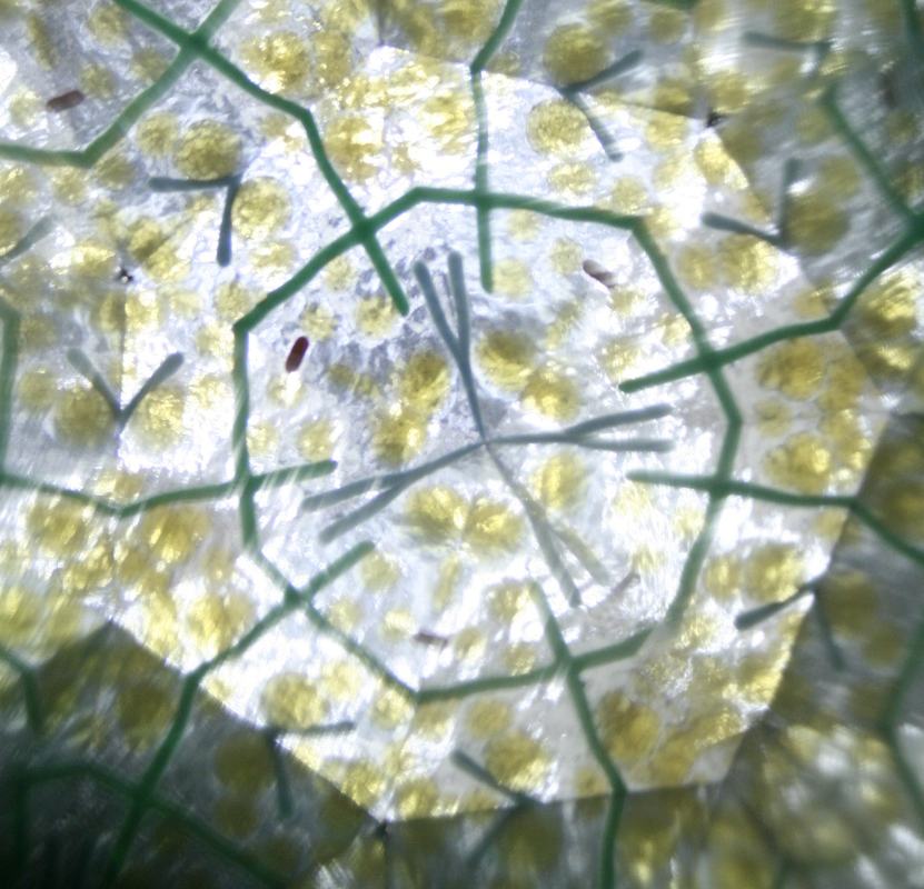 View through a student kaleidoscope showing a six-fold symmetric pattern of yellow-green objects and green lines, with a hand visible in the reflections