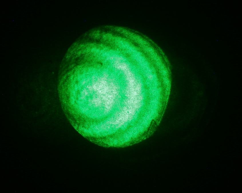 Close-up of green circular interference fringe pattern showing concentric bright and dark rings against a dark background