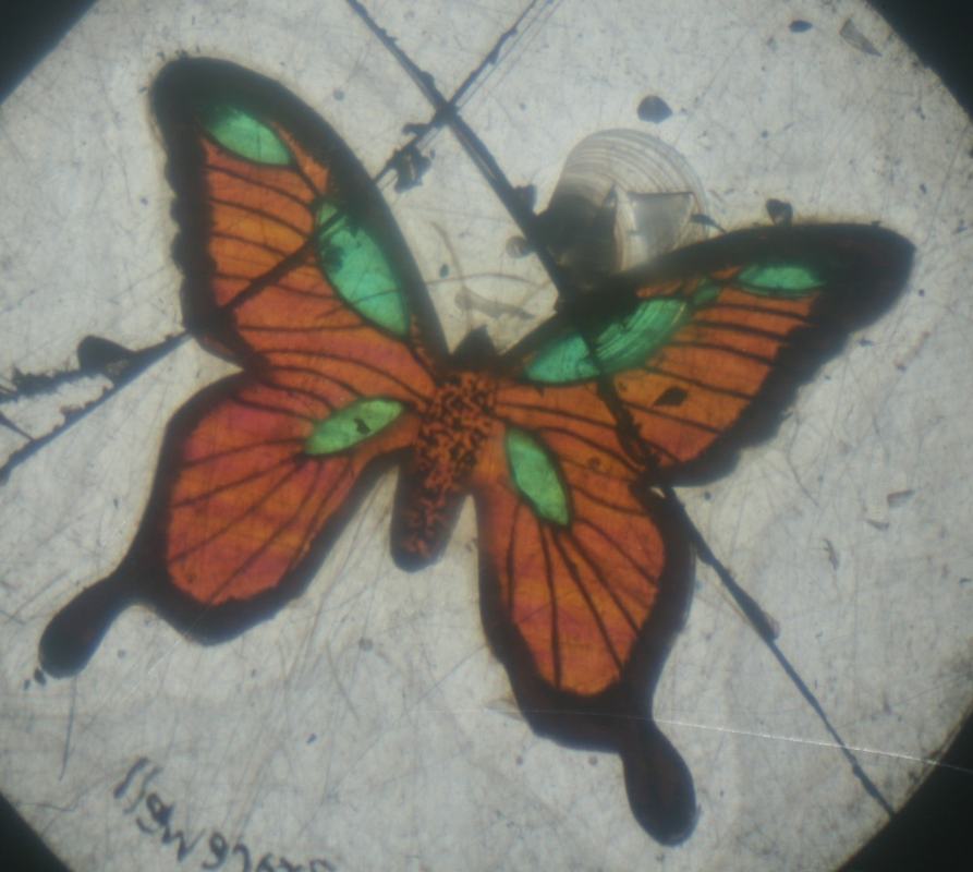 Same butterfly viewed with different polarizer orientation, showing orange and green complementary colors in a circular mount