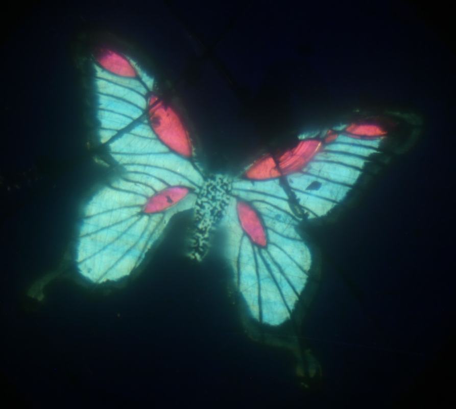 Butterfly with cyan wings and pink eye-spots viewed between crossed polarizers on black background