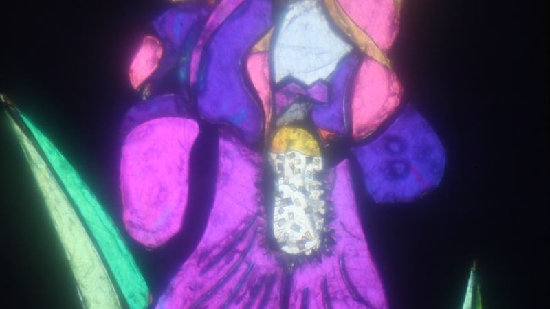 Iris flower image viewed through crossed polarizers showing vivid purple, pink, and green interference colors on black background