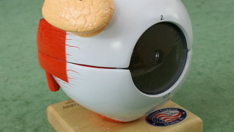 Assembled anatomical eye model on wooden base with numbered components, white sclera, red extraocular muscles, tan lacrimal gland at rear, and transparent cornea showing iris and pupil